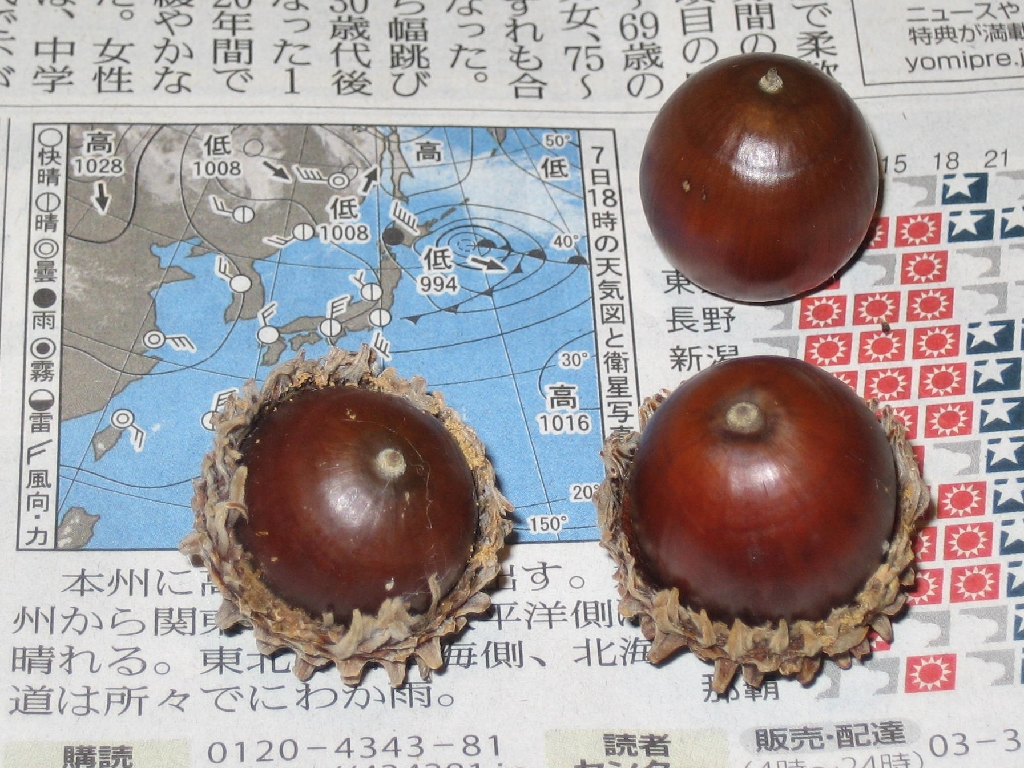 kunugi